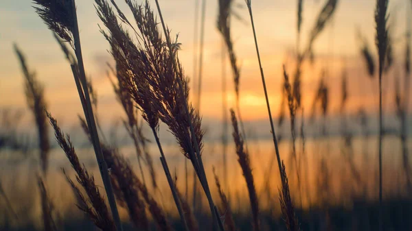 Trzciny trawa kołysać wiatr w piękne morze wybrzeże złoty zachód słońca tło natura — Zdjęcie stockowe