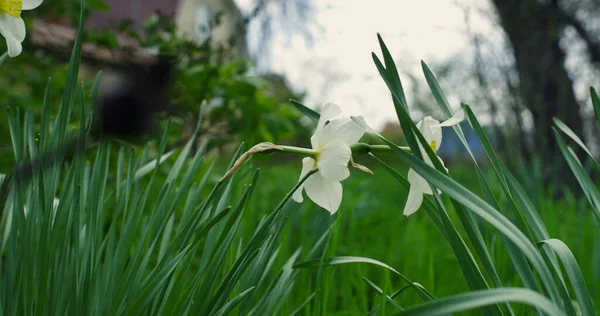 Spring flowers growing green in beautiful nature. Aerial view snowdrop blossom. — Stock Photo, Image