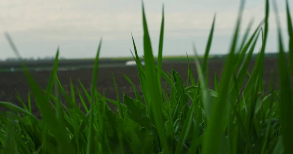 Polní tráva fouká vítr v zemědělství eko louka venku. Koncept agronomie. — Stock fotografie
