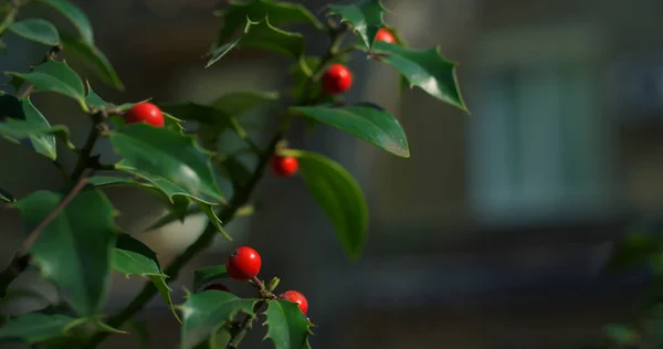 Vibrerande grönt träd gren nypon växer i stadens trädgård natur miljö. — Stockfoto