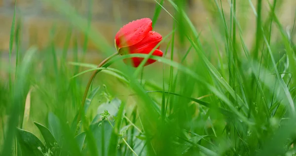 붉은 튤립 꽃 이 봄에 자연 정원의 푸른 풀 꽃으로 피어나다. — 스톡 사진