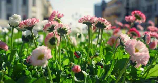 Sommar blommor växande trädgård i staden. Färgrik natur blommar på våren. — Stockfoto