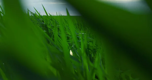 Vista aérea hierba verde que sopla balanceándose en el viento que crece en la pradera del campo de la agronomía —  Fotos de Stock