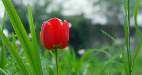 Vacker tulpan som växer i sommarträdgården. Röd blomma blommar i grönt gräs. — Stockfoto