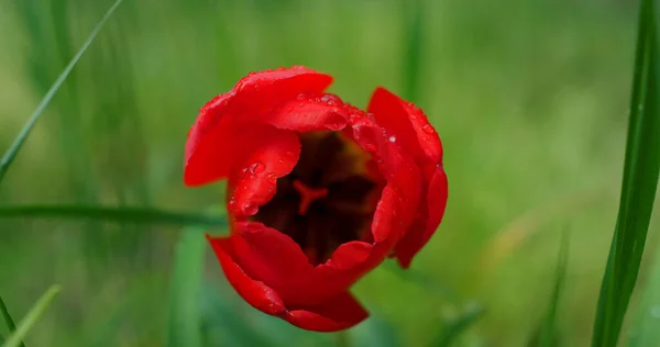 Flor tulipa vermelha crescendo florescendo na natureza jardim grama verde no campo floral. — Fotografia de Stock