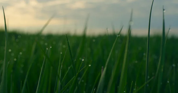 Agua hierba verde amanecer creciendo en el campo de césped fresco. Pradera tranquila en la naturaleza. —  Fotos de Stock