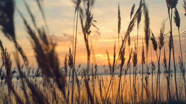 Las cañas se balancean sobre el fondo marino del atardecer. Playa hierba golpe en otoño naturaleza paisaje. —  Fotos de Stock