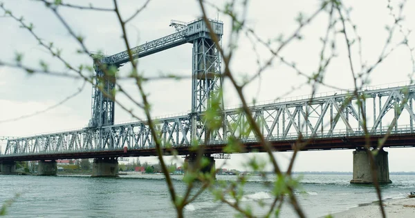 Spring branch blooming green in urban background. Tree growing near river bridge — Stock Photo, Image