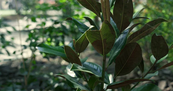 Grüner Pflanzengarten in tropischer Natur. Botanische Umgebung aus der Luft — Stockfoto