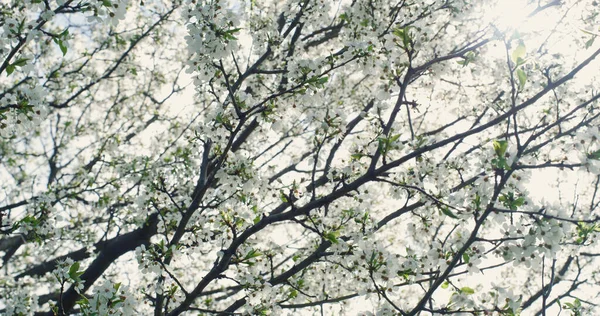 Vårens trädgren svajar av vinden. Vita blommor blommar i trädgården. — Stockfoto