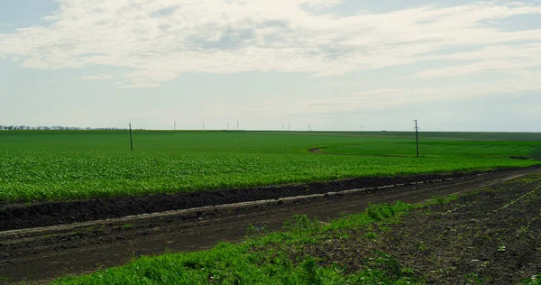 Agricultura prado de campo verde en el día de verano. Naturaleza concepto de cultivo rural. — Foto de Stock