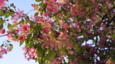 Pembe sakura çiçekleri canlı yeşil yapraklar arasında gün batımına karşı çiçek açıyor..