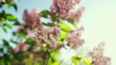 Sakura çiçekleri parlak altın güneşe karşı çiçek açıyor. Meditasyon amaçlı çiçek manzarası.