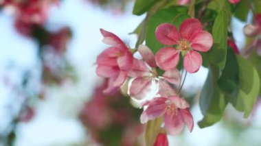 Parlak altın güneşe karşı çiçek açan güzel sakura. Huzurlu çiçek sahnesi.