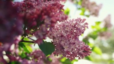 Muhteşem parlak güneşe karşı kiraz çiçekleri çiçek açar. Meditasyon amaçlı çiçek manzarası.