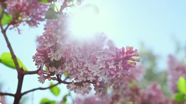 Flores de sakura de árbol rosa que florecen contra el sol. Luces del sol cayendo sobre sakura. — Vídeos de Stock