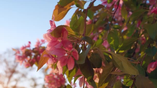 Rosafarbene Kirschen blühen im hellen Sonnenuntergang. Meditative Naturszene mit. — Stockvideo