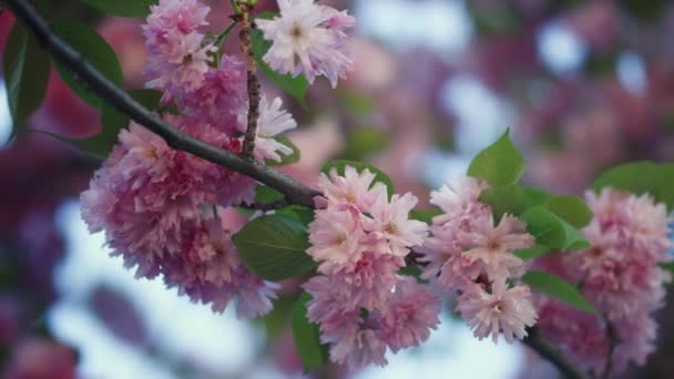 Kleurrijke boom bloemen bloeien tegen de blauwe lucht in close-up. Sakura bloeit op. — Stockvideo