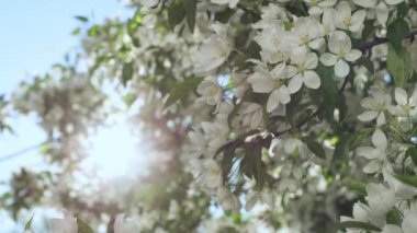 Elma gökyüzünde altın güneşe karşı yakın planda çiçek açıyor. Elma ağacı çiçek açıyor. .