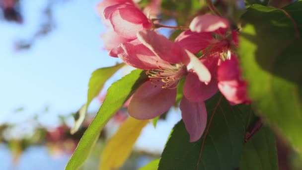 Sakura v těsném záři východu slunce. Klidná květinová scéna s modrou oblohou. — Stock video