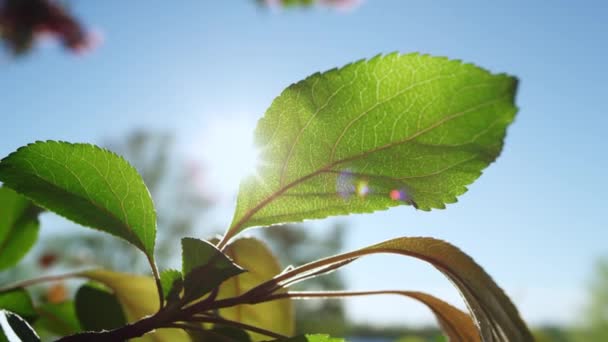 Zöld levelei sakura kilátás közelről. Cseresznyevirág virágzik a háttérben. — Stock videók