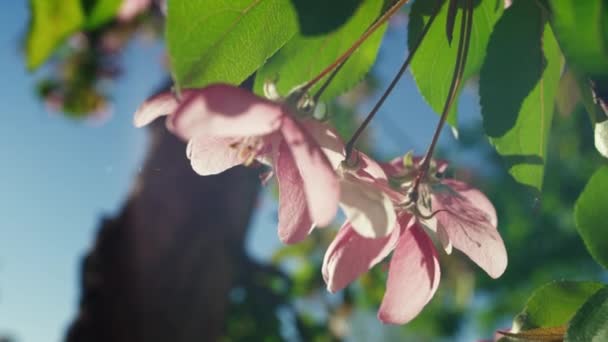 Bulutsuz gökyüzüne yakın planda pembe sakura yaprakları. Ağaç çiçekleri açıyor.. — Stok video