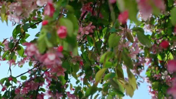 Sakura virág virágzik ellen kék felhő nélküli ég a meleg tavaszi kertben. — Stock videók