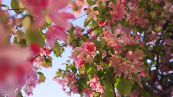 Krásný sakura výhled s okouzlující modré nebe východ slunce. Klidný květinový pohled. — Stock video