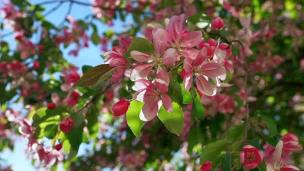 Růžové třešně kvetou proti modré bezmračné obloze mezi živými zelenými listy. — Stock video