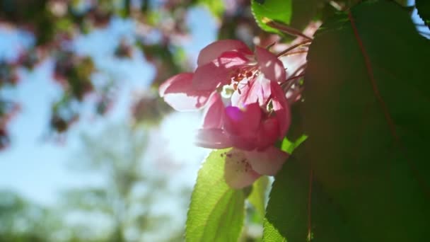 Flores rosadas de sakura que florecen contra el sol dorado. Día cálido en el jardín con sakura. — Vídeos de Stock