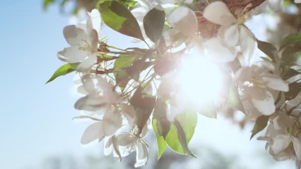 Az almafa virágai kivirágoznak a kék napos égbolton. Békés kilátás a virágokra — Stock videók