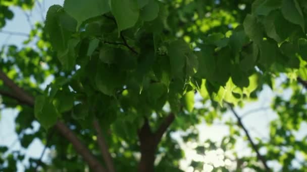 Zielone liście kołyszące się na wietrze przed spokojnym błękitnym niebem. Widok na liście drzew ze słońcem. — Wideo stockowe