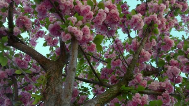 Schöne rosa Sakura-Blüten im Gartenblick von unten. Romantische Kulisse. — Stockvideo