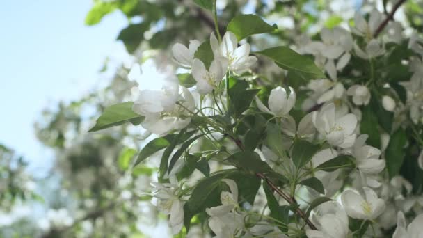 Vita trädblommor blommar i närbild. Solstrålar faller på äpple blommor. — Stockvideo