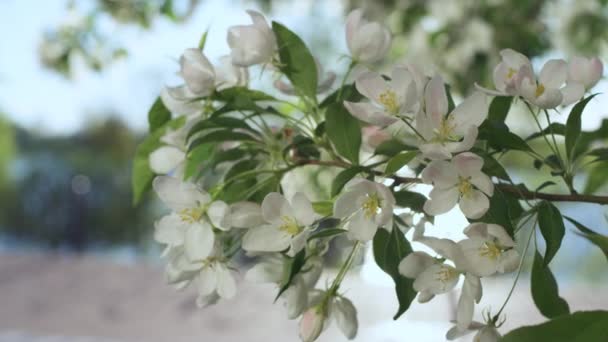Äppelblommor blommar mot blå himmel i närbild. Charmiga träd blommor. — Stockvideo