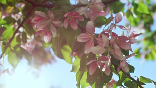 Vista rosada de sakura contra el cielo despejado. Rayos de sol cayendo sobre flores de árbol rosado. — Vídeos de Stock