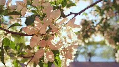 Elma ağacı çiçekleri dalda, akşam saatlerinde huzurlu günbatımına karşı çiçek açıyor..