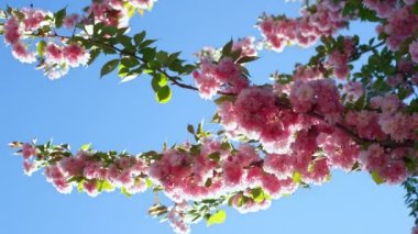 Mavi bulutsuz gökyüzüne karşı pembe sakura dalı. Bahar günü Sakura çiçekleri.