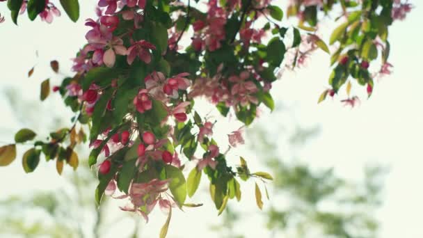 Růžový sakura pohled proti jasně zlatému slunci. Inspirující květinová jarní scéna. — Stock video