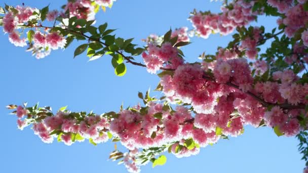 Rózsaszín sakura ág ellen kék felhő nélküli ég. Sakura virágok tavasszal. — Stock videók