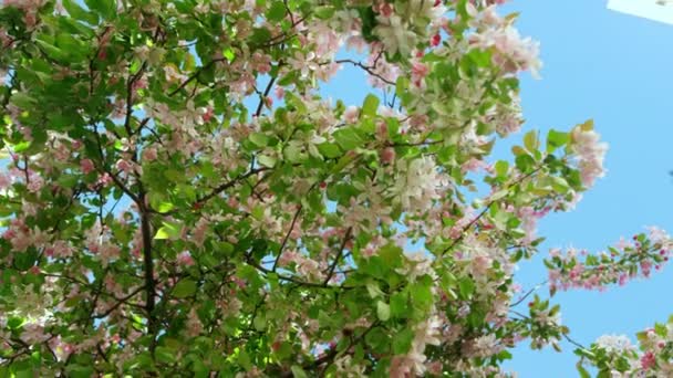 Hermosa vista del árbol de sakura contra el cielo. Flores de cerezo floreciendo en el jardín — Vídeo de stock