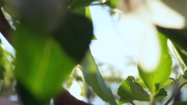 Maçã florescendo contra o sol dourado brilhante em close-up. Flores de árvores florescendo. — Vídeo de Stock