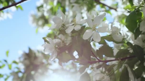 Flores de manzana que florecen contra el sol dorado en el día de primavera. Vista floral tranquila. — Vídeo de stock