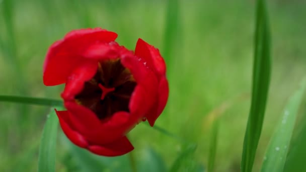 Fiore rosso tulipano crescente fioritura in natura verde erba giardino in campo floreale. — Video Stock