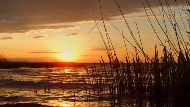 Sunset beach water horizon shining golden hour in beautiful nature landscape. — Stock Video