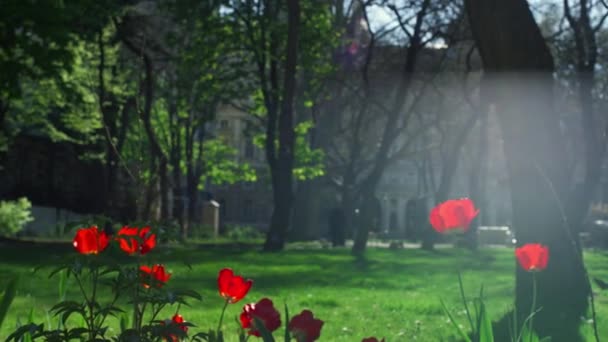Flores rojas tulipanes creciendo jardín a la luz del sol calma natural fondo urbano. — Vídeos de Stock