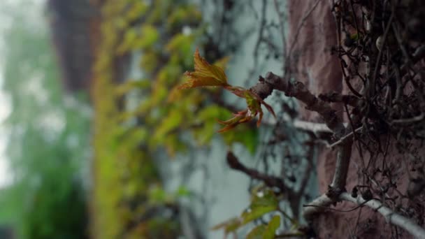 Belle texture d'écorce de nature sur vieux tronc d'arbre timbre dans la forêt de printemps à l'extérieur. — Video