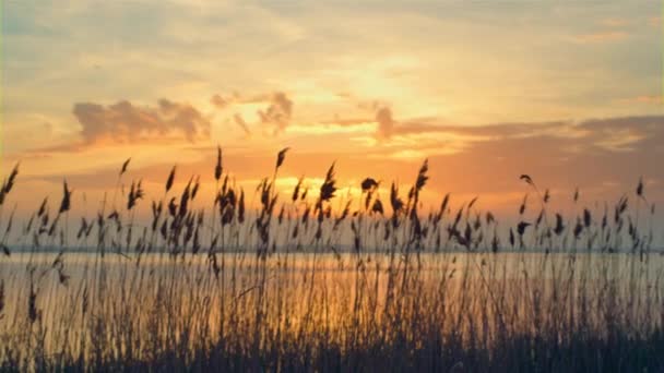 Widok z lotu ptaka zachód słońca morze plaża horyzont. trzciny kołysać wiatr na romantyczny wschód słońca natura — Wideo stockowe