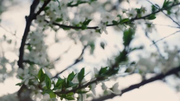 Bunga putih mekar di alam musim semi. Bidikan abstrak daun ceri. — Stok Video