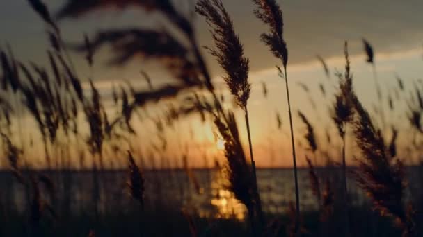 Plage d'herbe poussant coucher de soleil plage dans le beau crépuscule nature horizon arrière-plan. — Video